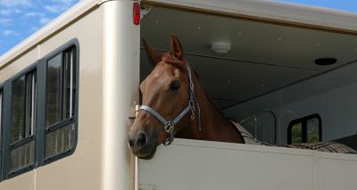 Government to run free webinars on exporting horses